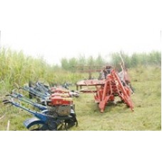 Cutting cane row strip SH5